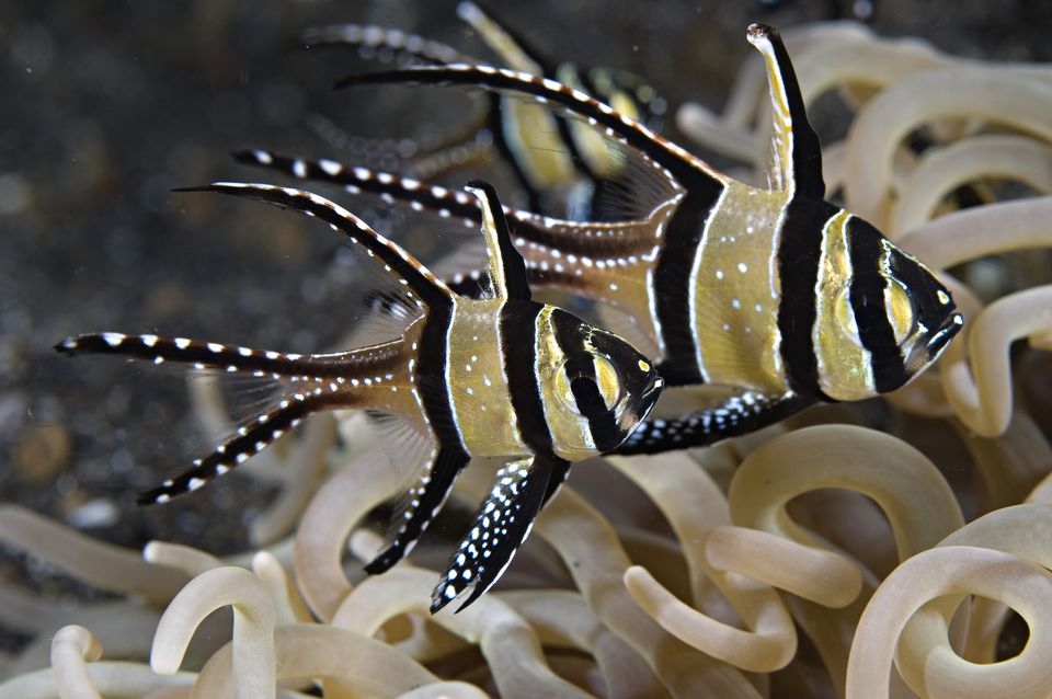 Top 6 địa điểm lặn biển tuyệt vời nhất thế giới Top 6 địa điểm lặn biển tuyệt vời nhất thế giới