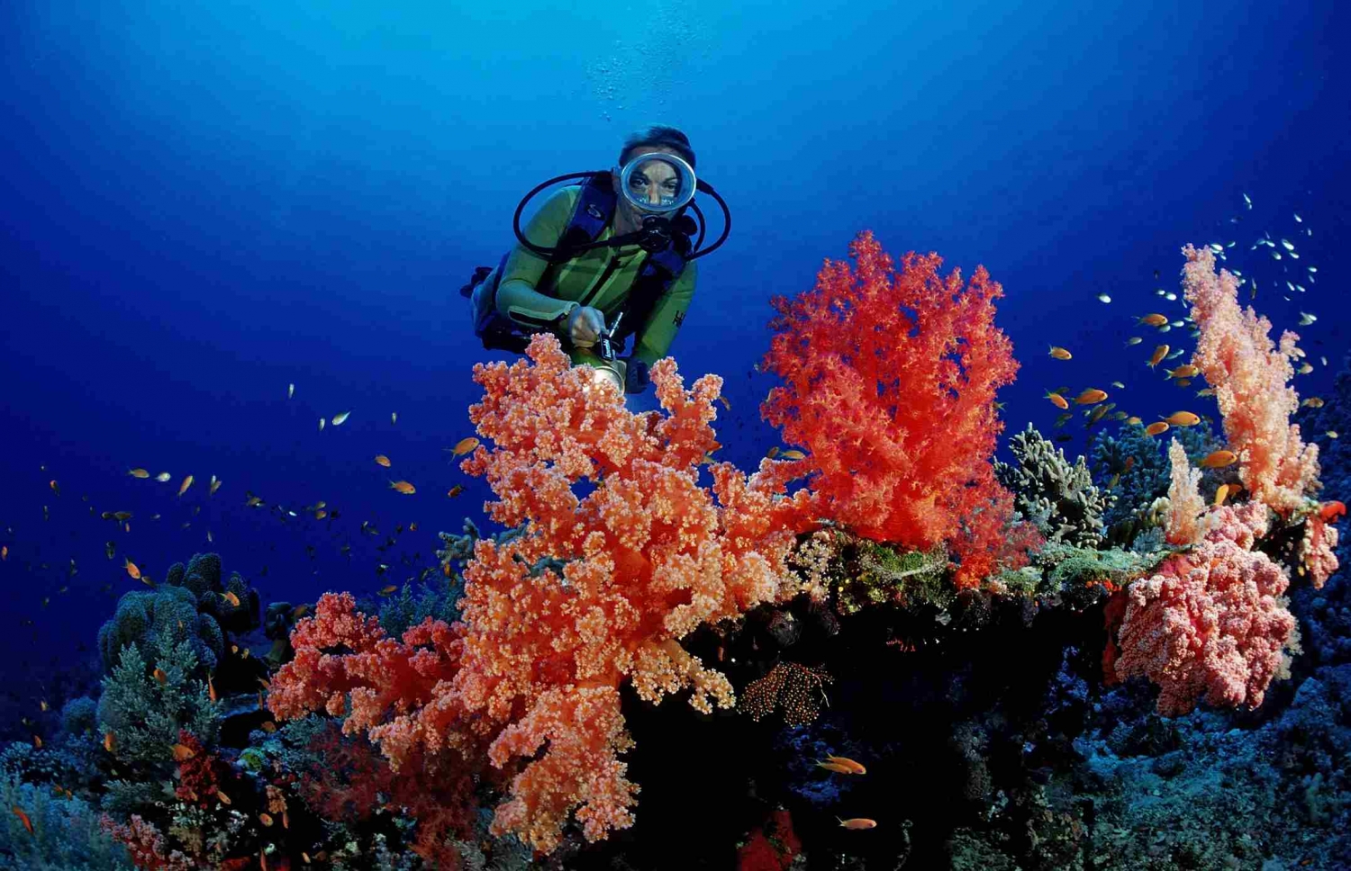 Top 6 địa điểm lặn biển tuyệt vời nhất thế giới Top 6 địa điểm lặn biển tuyệt vời nhất thế giới