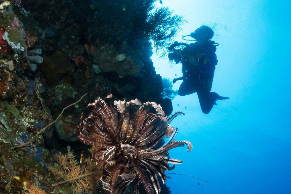 Top 6 địa điểm lặn biển tuyệt vời nhất thế giới Top 6 địa điểm lặn biển tuyệt vời nhất thế giới