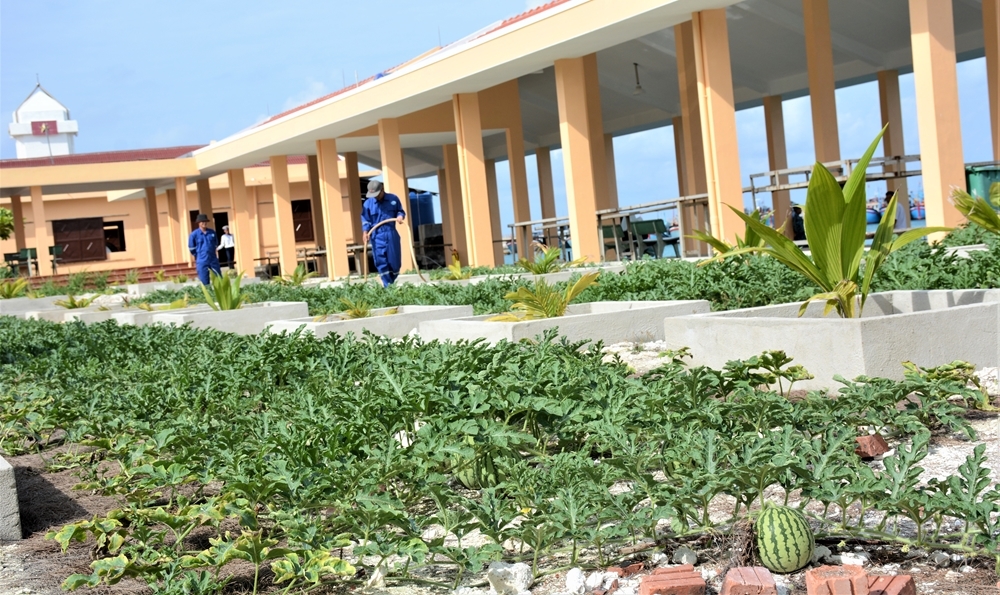 Trồng dưa hấu trên đảo Đá Tây. Trồng dưa hấu trên đảo Đá Tây.