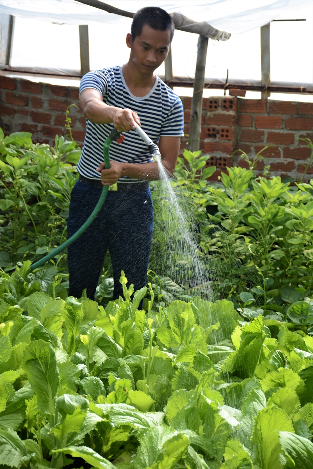 Dưới bàn tay chăm sóc của bộ đội, rau trên đảo An Bang lên xanh mướt. Dưới bàn tay chăm sóc của bộ đội, rau trên đảo An Bang lên xanh mướt.