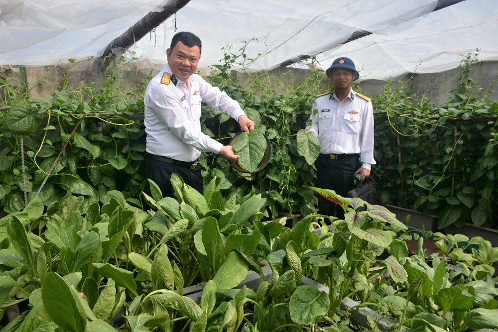 Rau mồng tơi lá Bình yên Trường Sa