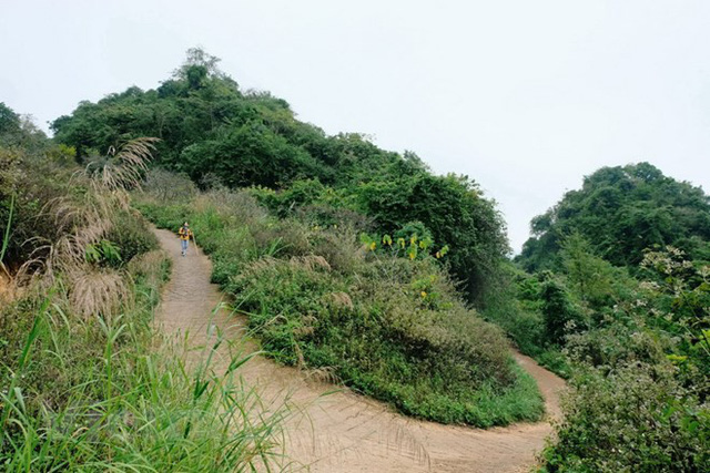 sac trang hoa mo hoa man niu chan du khach khi den moc chau