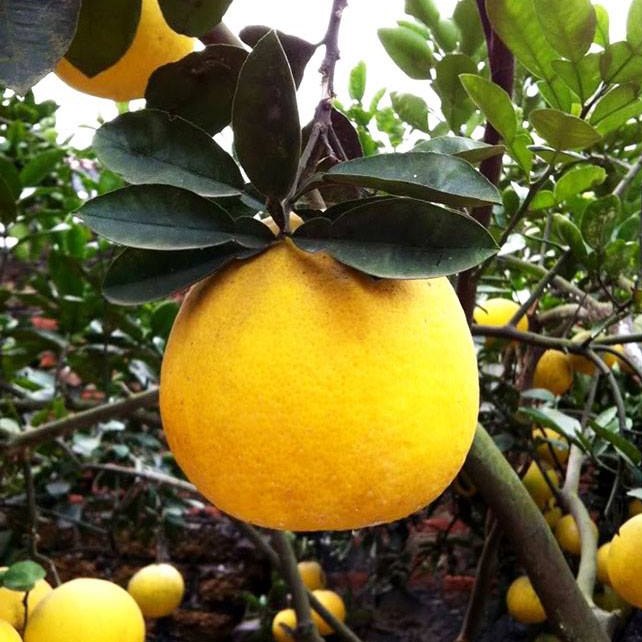 Những món quà biếu Tết đặc trưng Hà Nội