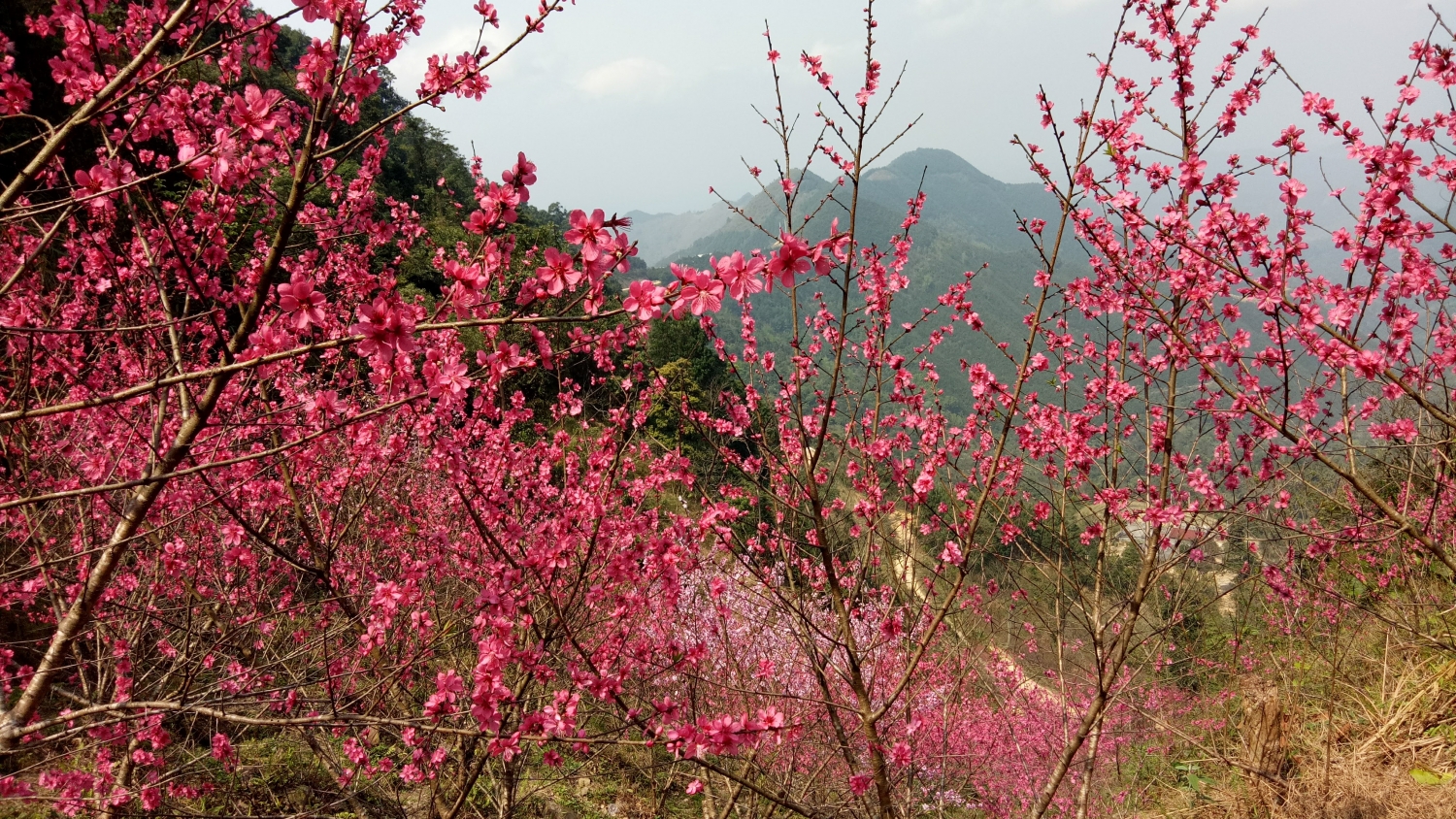 le hoi hoa anh dao xu lang lan thu iii xuan canh ty 2020
