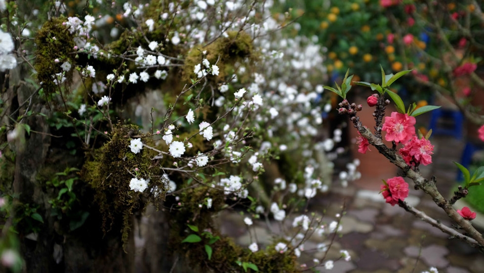 nhat chi mai co co gia 30 trieu van dat hang