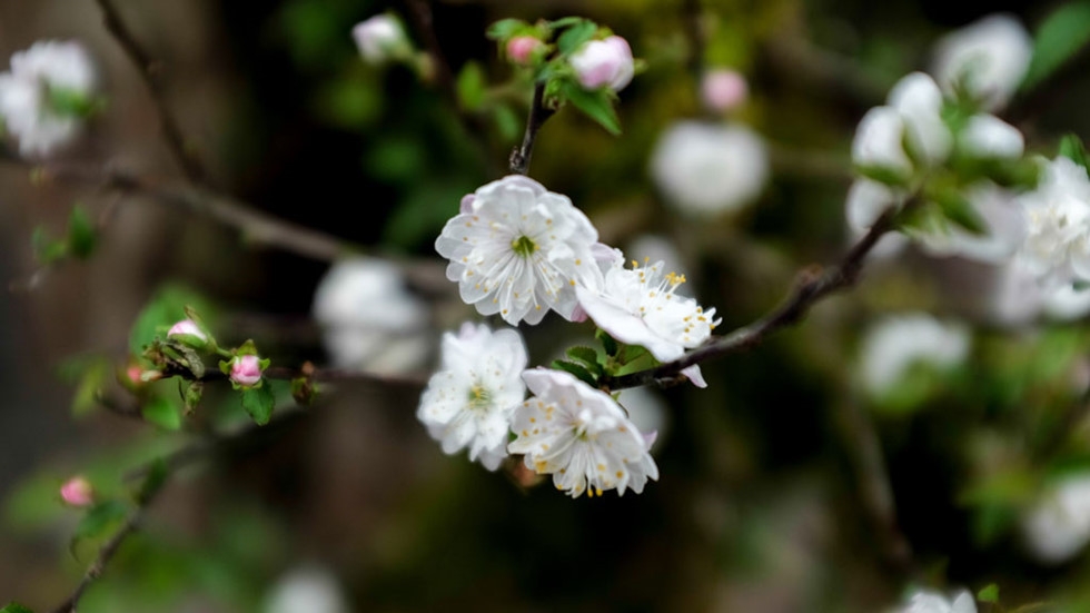 nhat chi mai co co gia 30 trieu van dat hang