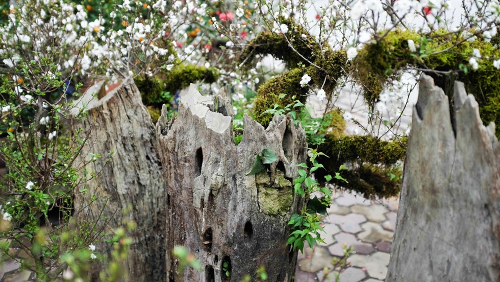 nhat chi mai co co gia 30 trieu van dat hang