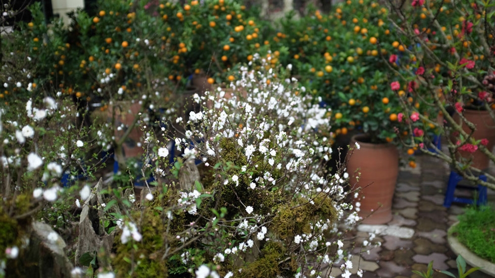 nhat chi mai co co gia 30 trieu van dat hang