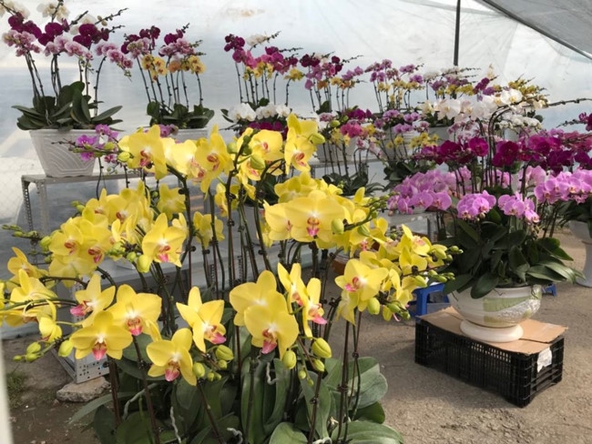Làm cách nào để chọn hoa lan hồ điệp ưng ý trong dịp Tết? mach ban chon hoa lan ho diep dep ma ben dip tet