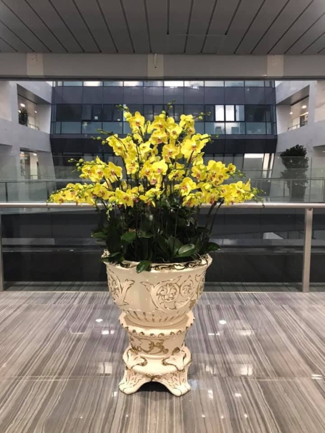 Làm cách nào để chọn hoa lan hồ điệp ưng ý trong dịp Tết? mach ban chon hoa lan ho diep dep ma ben dip tet