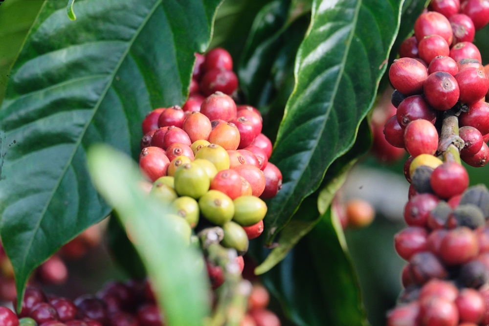 dao choi tren con duong lang man nhat gia lai