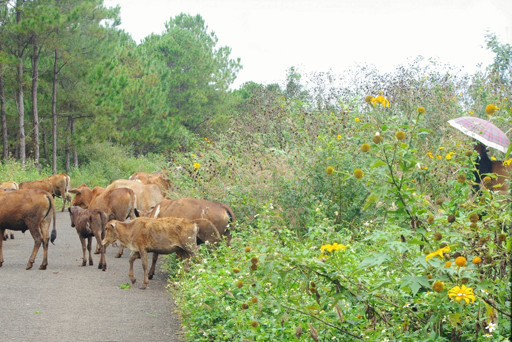 dao choi tren con duong lang man nhat gia lai