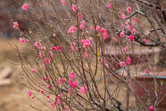 Hoa đào khoe sắc đón Tết cổ truyền hoa dao khoe sac don tet co truyen