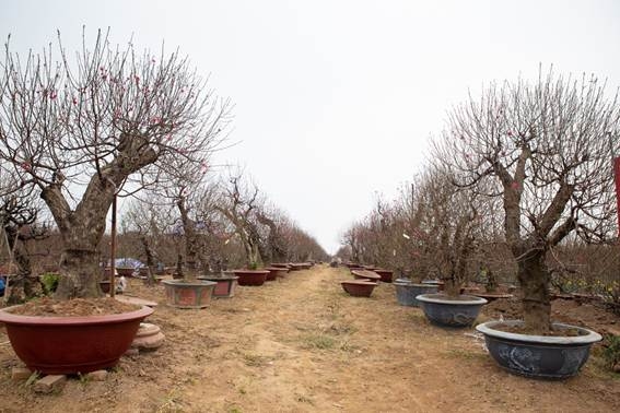 Hoa đào khoe sắc đón Tết cổ truyền hoa dao khoe sac don tet co truyen