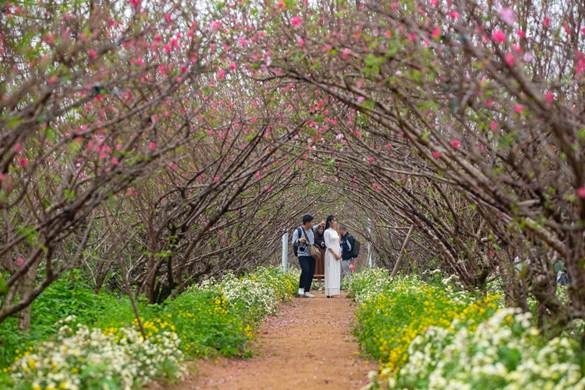 Hoa đào khoe sắc đón Tết cổ truyền hoa dao khoe sac don tet co truyen