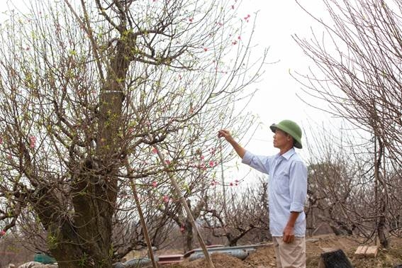 Hoa đào khoe sắc đón Tết cổ truyền hoa dao khoe sac don tet co truyen