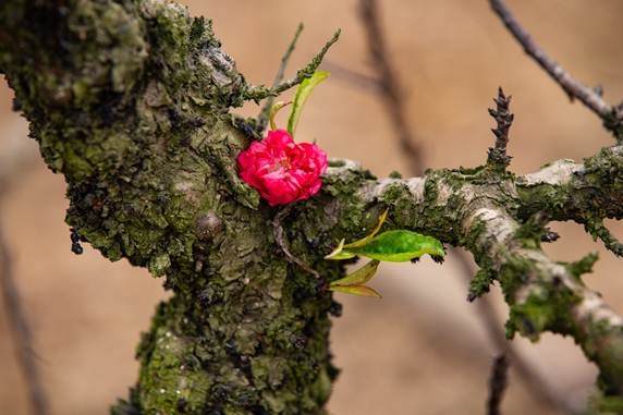 Hoa đào khoe sắc đón Tết cổ truyền hoa dao khoe sac don tet co truyen