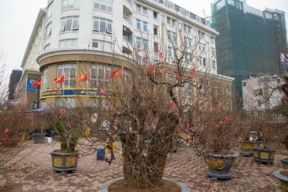 Hoa đào khoe sắc đón Tết cổ truyền hoa dao khoe sac don tet co truyen