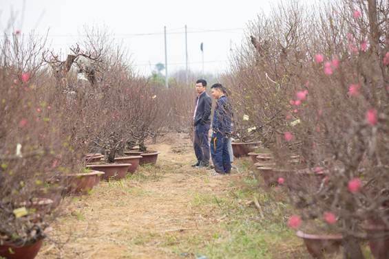 Hoa đào khoe sắc đón Tết cổ truyền hoa dao khoe sac don tet co truyen