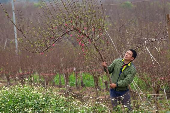 Hoa đào khoe sắc đón Tết cổ truyền hoa dao khoe sac don tet co truyen