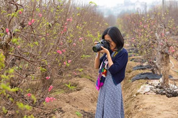 Hoa đào khoe sắc đón Tết cổ truyền hoa dao khoe sac don tet co truyen