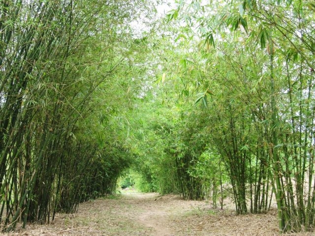 dam minh trong vuon tre son tra tinh vien