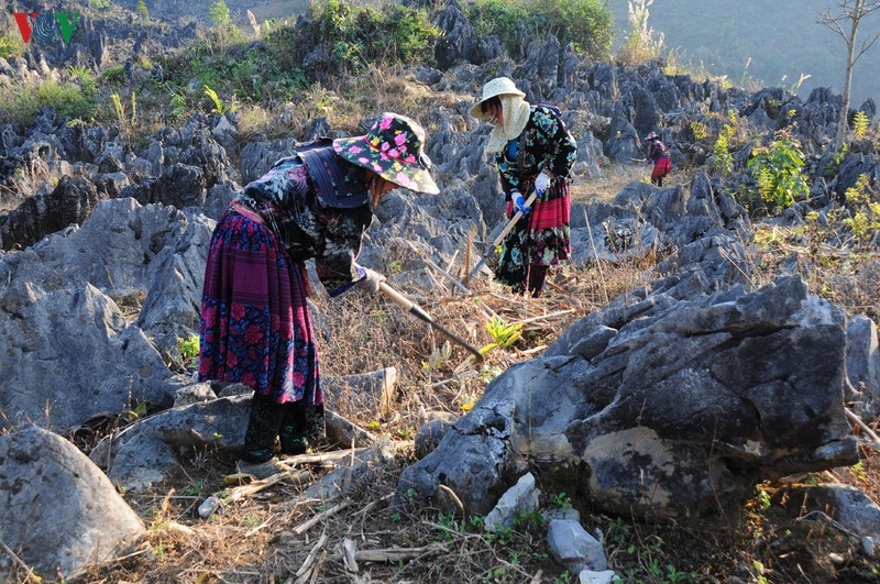Khám phá vẻ đẹp kỳ thú của cao nguyên đá Tủa Chùa, Điện Biên kham pha ve dep ky thu cua cao nguyen da tua chua dien bien