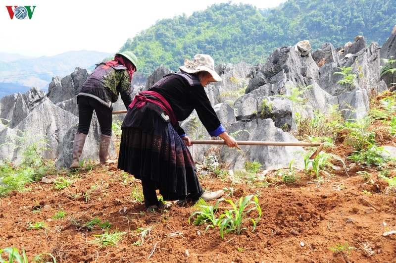 Khám phá vẻ đẹp kỳ thú của cao nguyên đá Tủa Chùa, Điện Biên kham pha ve dep ky thu cua cao nguyen da tua chua dien bien