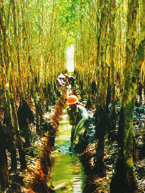 Danh thắng U Minh Thượng – Vẻ đẹp hoang sơ mang ký ức hào hùng Danh thắng U Minh Thượng – Vẻ đẹp hoang sơ mang ký ức hào hùng