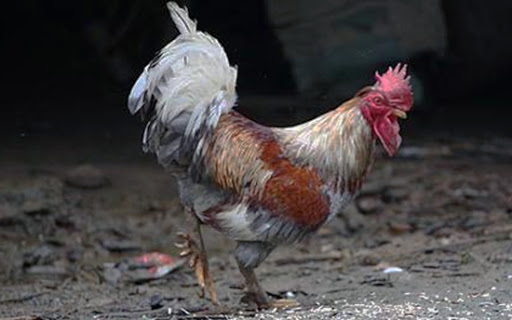 tuyet pham am thuc chi danh rieng cho vua chua