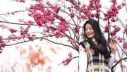 “Đặc sản” hoa anh đào Himalaya bung nở thắm trời Fansipan