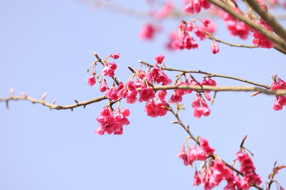 “Đặc sản” hoa anh đào Himalaya bung nở thắm trời Fansipan