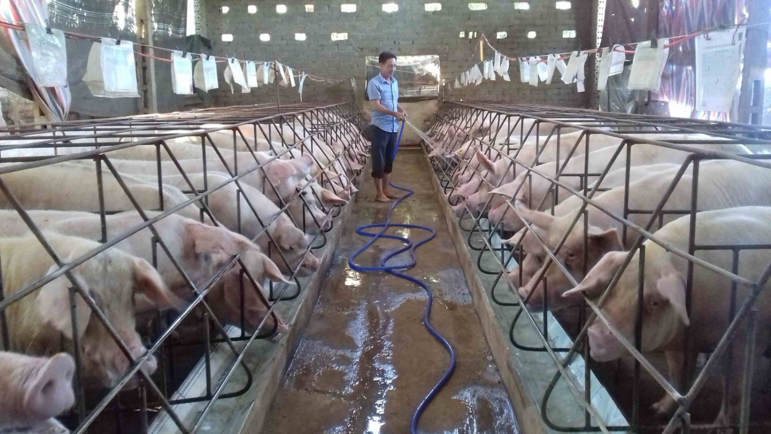 Giá heo hơi hôm nay 11/5: Miền Bắc giảm, rời mốc 70.000 đồng