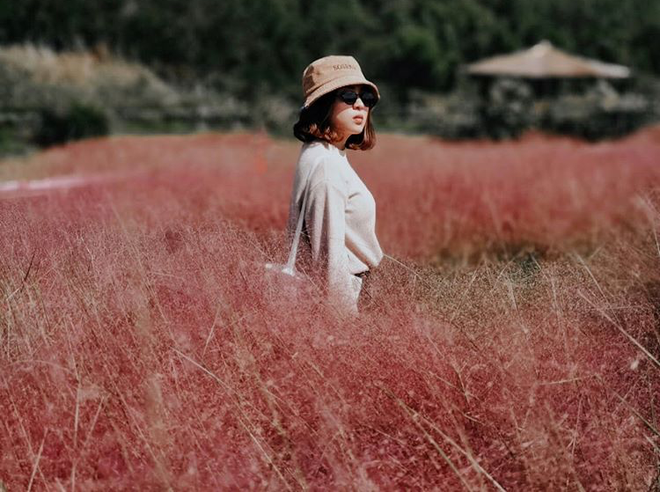 Lâm Đồng: Đồi cỏ hồng đẹp như truyện tranh Lâm Đồng: Đồi cỏ hồng đẹp như truyện tranh