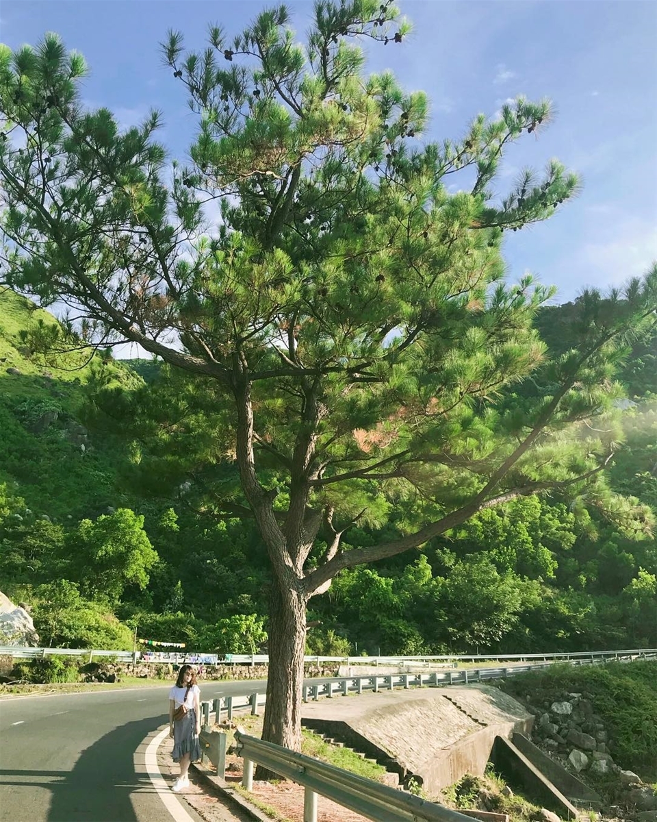 Cây thông cô đơn – Cùng checkin với hội bạn thân ngay nào!