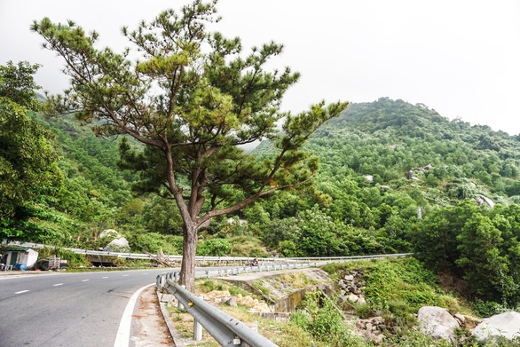 Cây thông cô đơn – Cùng checkin với hội bạn thân ngay nào!