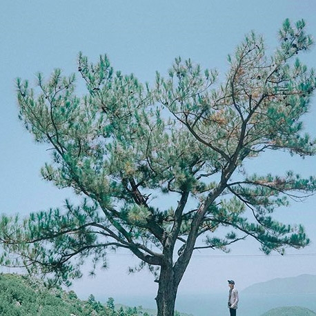 Cây thông cô đơn – Cùng checkin với hội bạn thân ngay nào!