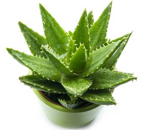 Sức khỏe- Phong thủy thịnh vượng khi đặt những cây cảnh này trong nhà