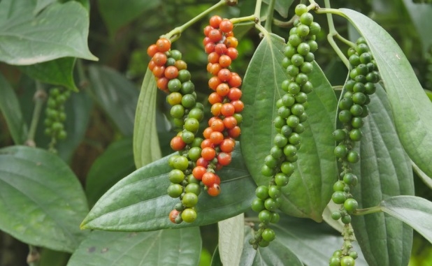 Giá tiêu hôm nay ngày 22/7: Giao dịch trong khoảng 72.500 - 75.000 đồng/kg