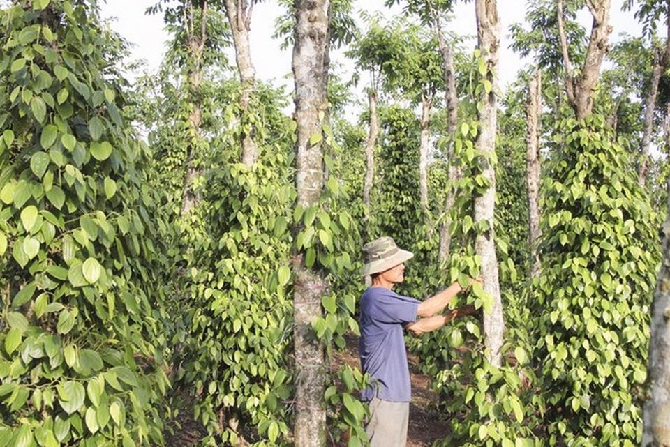 Giá tiêu hôm nay 14/4: Giao dịch quanh mức 75.500 - 77.500 đồng/kg