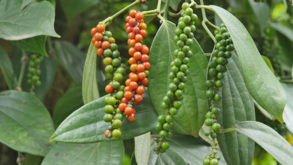 Giá tiêu hôm nay 15/4: Cao nhất 78.500 đồng/kg