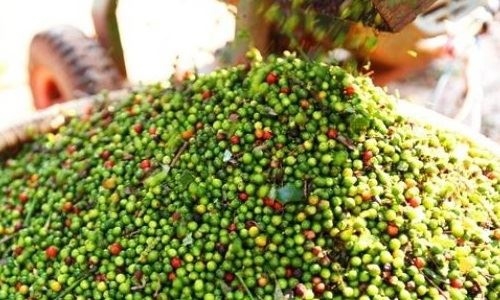 Giá tiêu hôm nay 22/4: Giảm ngày thứ 2 liên tiếp
