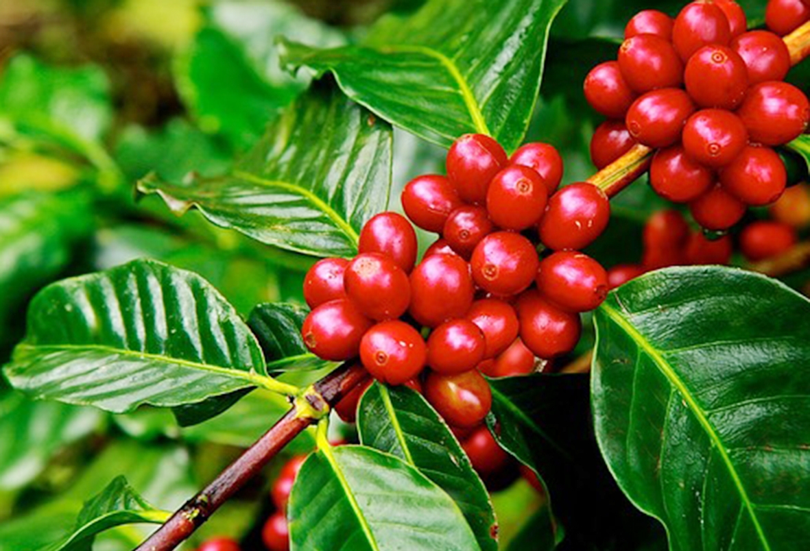 Giá cà phê hôm nay 13/11: Giá cà phê trong nước dao động từ 40.000 – 40.500đ/kg