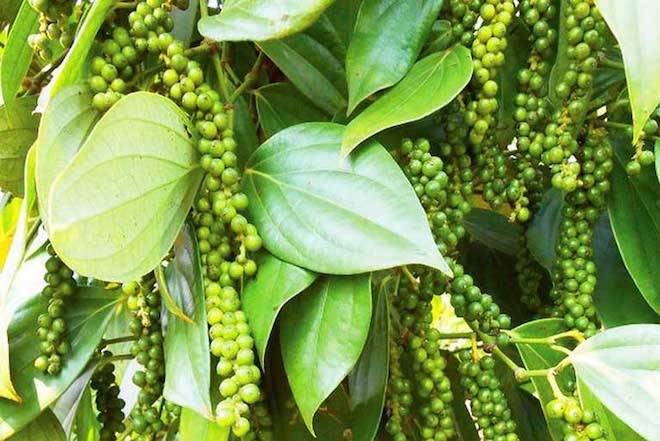 Giá tiêu hôm nay 7/5: Thấp nhất 77.000 đồng/kg