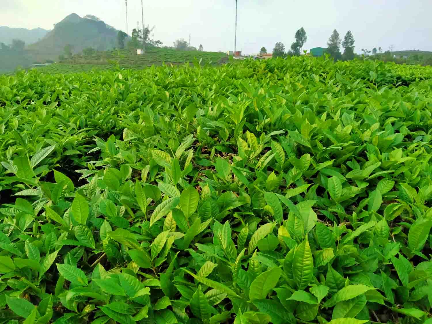 Hương chè Lai Châu Hương chè Lai Châu