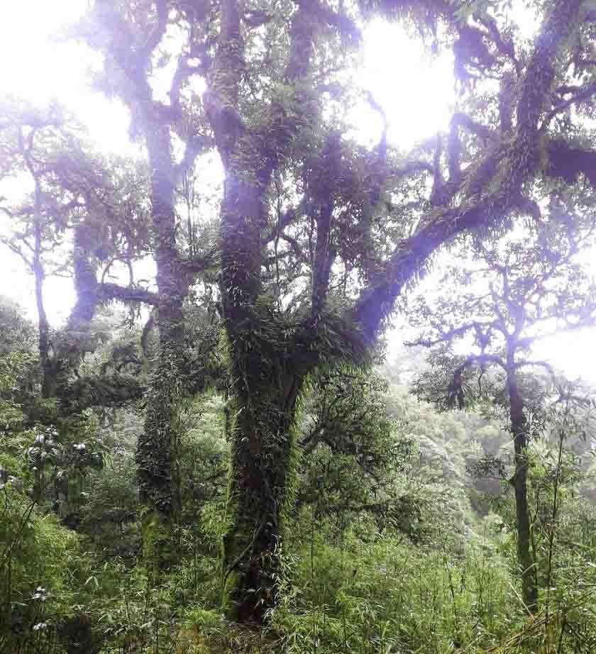 Hương chè Lai Châu Hương chè Lai Châu