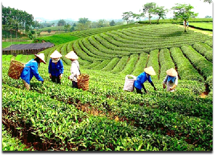 Bản Ven- điểm du lịch cộng đồng hấp dẫn ở Yên Thế