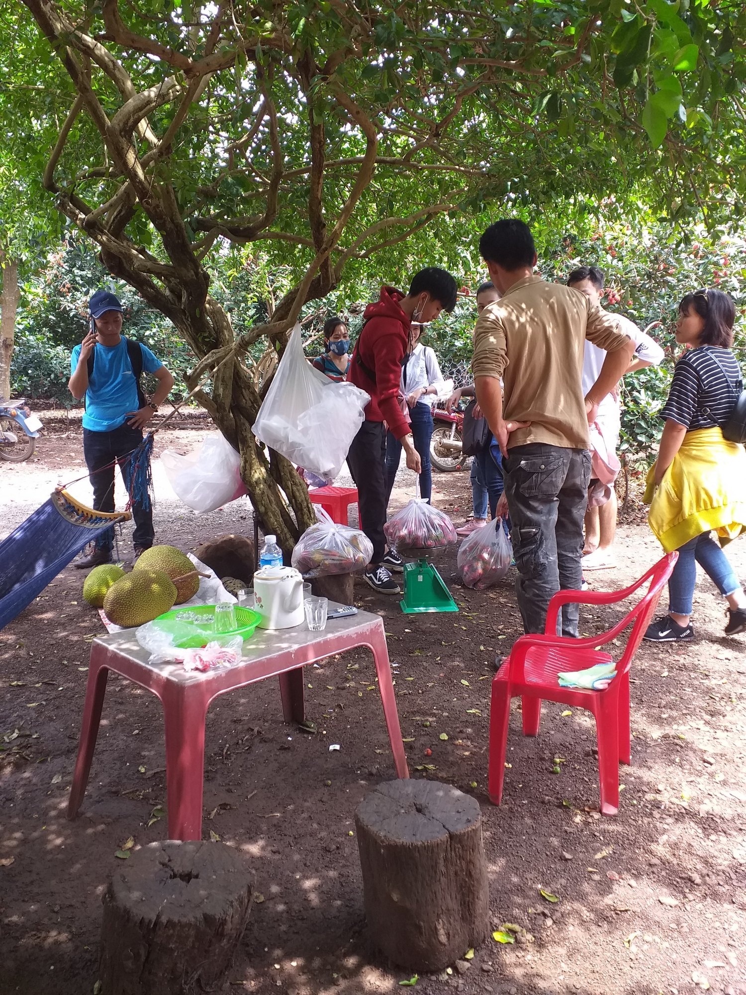 Những vườn trái cây Long Khánh- Điểm đến cuối tuần đầy hấp dẫn!