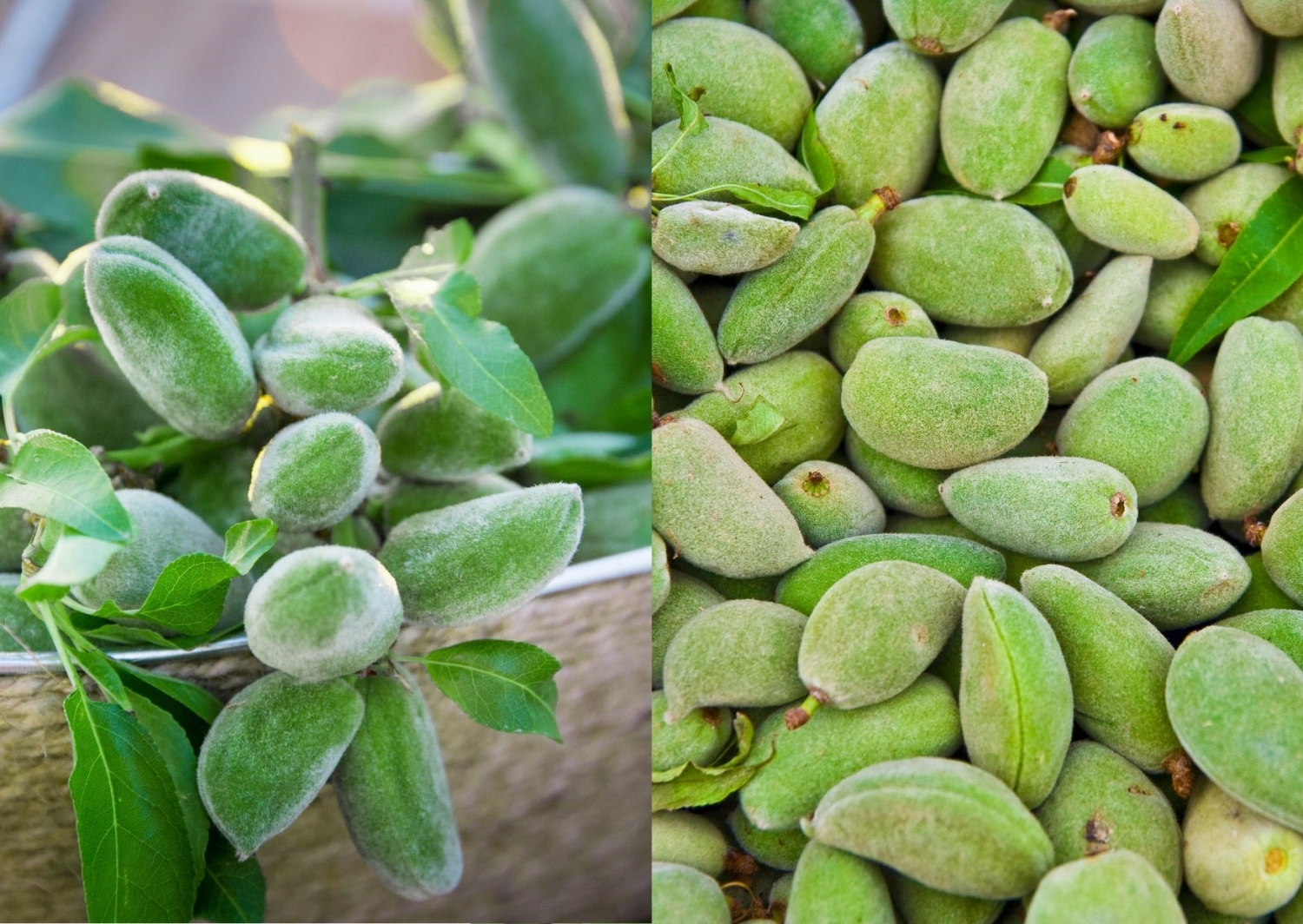 Lợi ích của hạnh nhân xanh